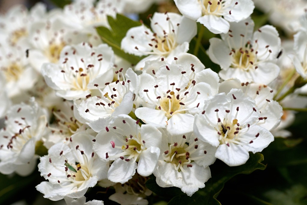 bloesem hdr voorjaar lente bloem bloemen flora fruitbomen betuwe kersenbloesem japan sakura fruit fruitbomen